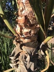 Aloe thraskii