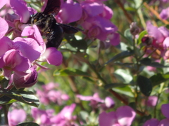 Podalyria calyptrata