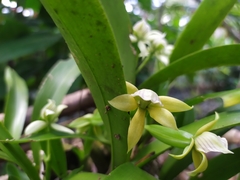 Prosthechea radiata
