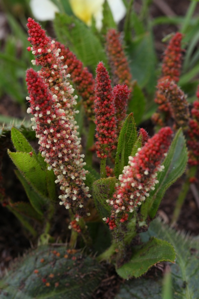 Acalypha glandulifolia Buchinger & Meisn. ex C.Krauss 2