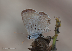 Hemiargus hanno