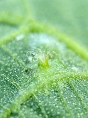 Phylloxera caryaesepta