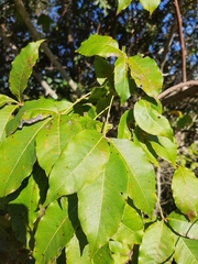 Searsia chirindensis