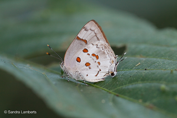 Tmolus