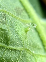 Phylloxera caryaesepta