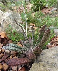 Gasteria brachyphylla