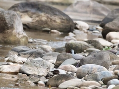 Ibidorhyncha struthersii