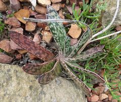 Gasteria brachyphylla