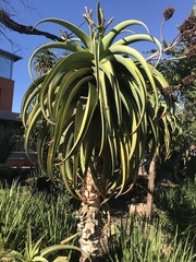 Aloe thraskii