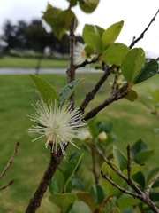 Luma