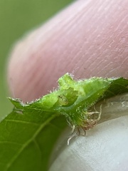 Phylloxera caryaesepta