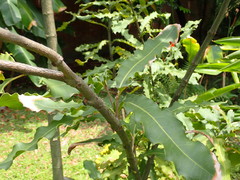 Macadamia ternifolia