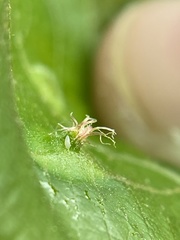 Phylloxera caryaesepta