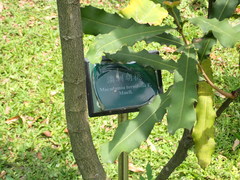 Macadamia ternifolia