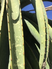 Aloe thraskii
