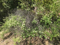 Ceanothus integerrimus macrothyrsus