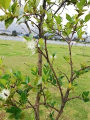 Luma