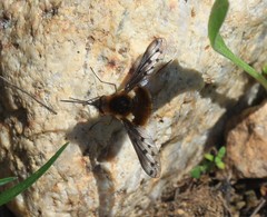 Bombylius pygmaeus