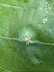 Phylloxera caryaesepta