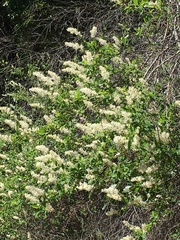Ceanothus integerrimus macrothyrsus