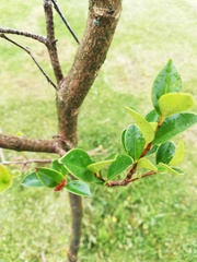 Luma