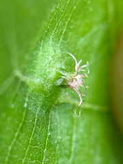 Phylloxera caryaesepta