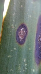 Coniothyrium