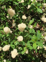 Ceanothus integerrimus macrothyrsus