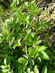 Sambucus nigra