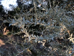 Acacia cultriformis