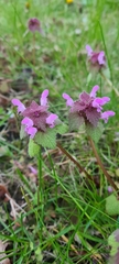 Lamium purpureum