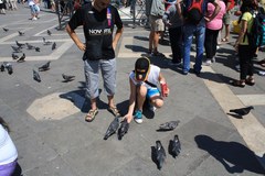 Columba livia domestica