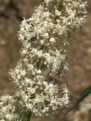 Ceanothus integerrimus macrothyrsus