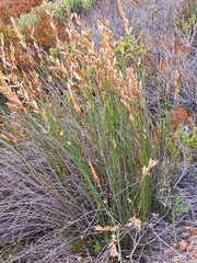 Elegia racemosa