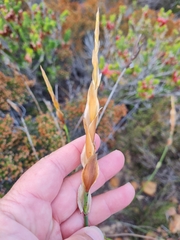 Elegia racemosa