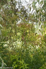 Angelica atropurpurea