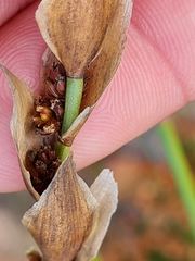 Elegia racemosa