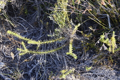 Cullumia setosa setosa