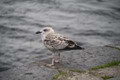Larus argentatus