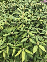 Rhododendron