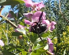 Podalyria calyptrata