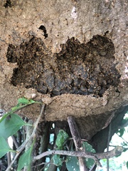 Nasutitermes corniger