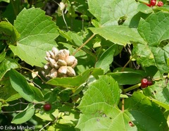 Ampelomyia vitiscoryloides