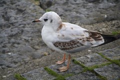 Chroicocephalus ridibundus