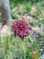 Tragopogon porrifolius porrifolius