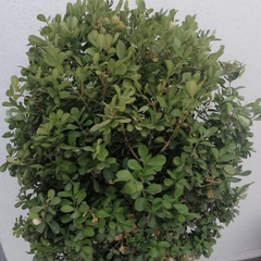 Buxus