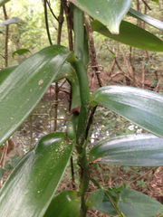 Vanilla planifolia