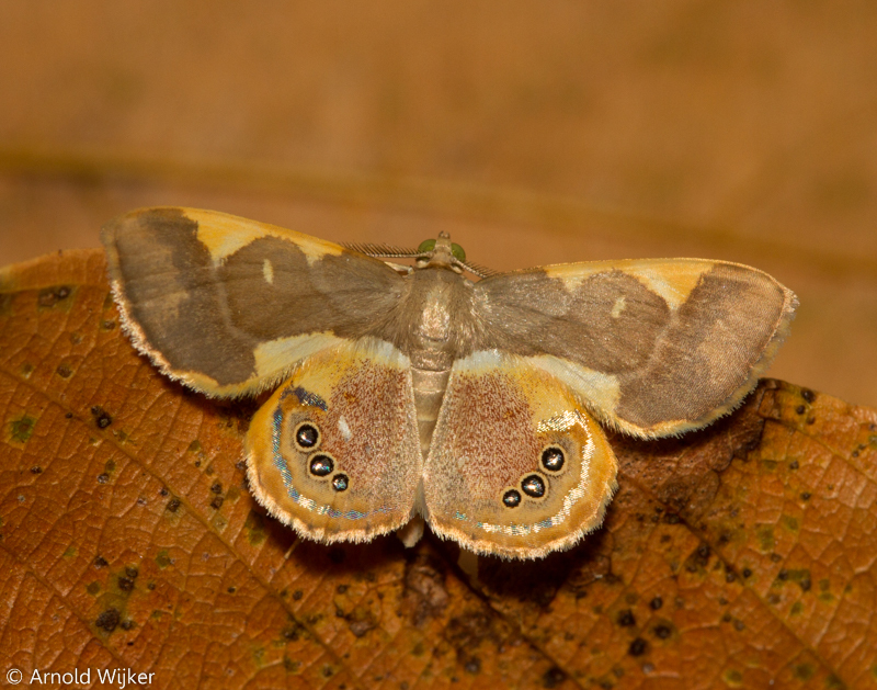 Opisthoxia trimaculata