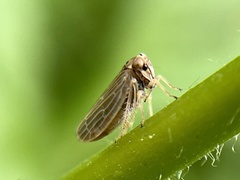 Agallia quadripunctata