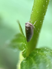 Agallia quadripunctata